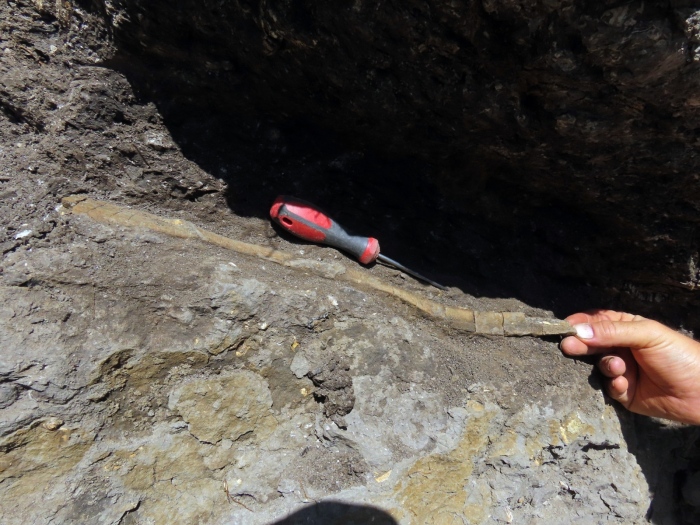 Вълнуваща находка! Палеонтолози откриха ребро от динозавър край Трън