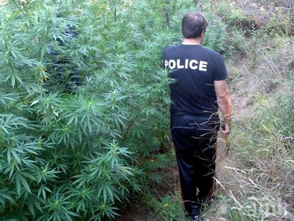 Ожънаха близо 200 килограма канабис в Петричко
