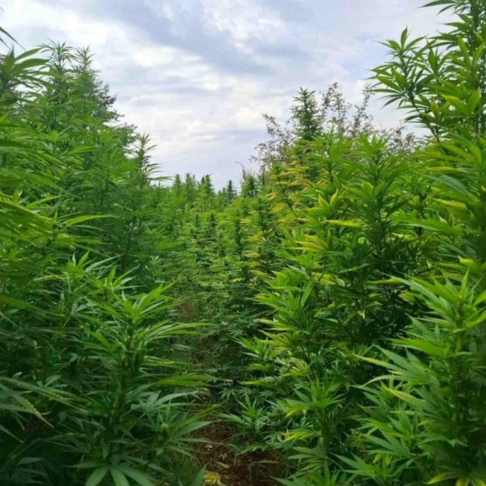 Откриха 400 кг канабис в землище край село Мечкул