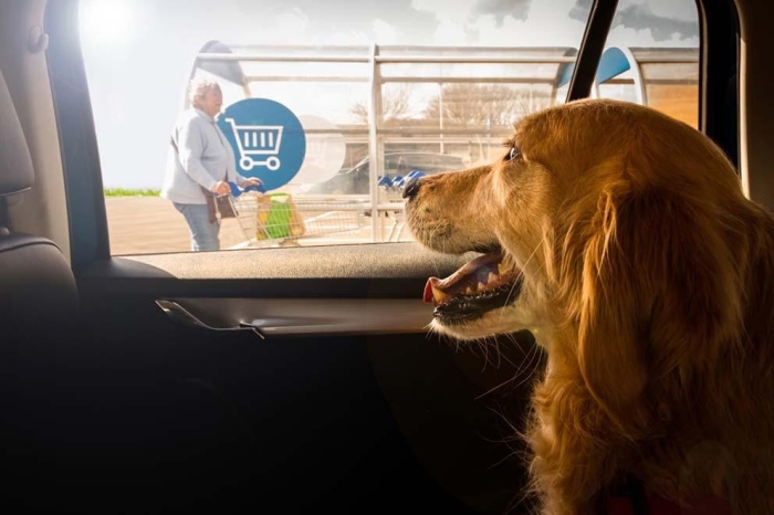 Глобиха с 1000 евро българка, заключила куче в кола в Гърция