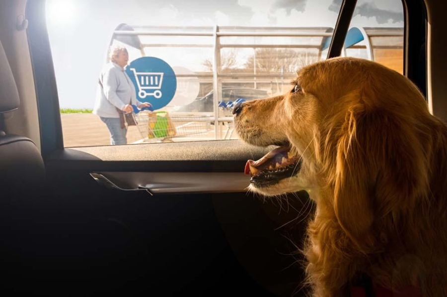 Глобиха с 1000 евро българка, заключила куче в кола в Гърция