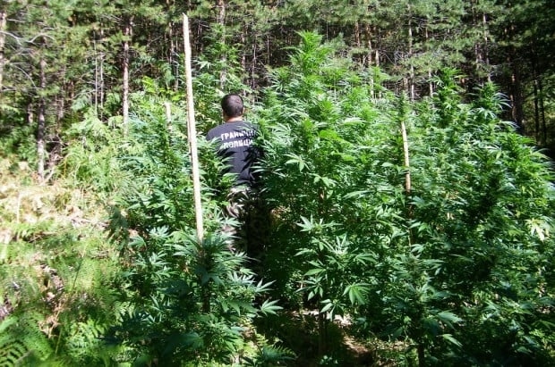 Ожънаха близо 100 кг канабис в Благоевградско