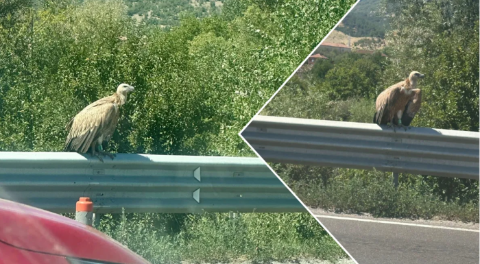 Лешояд на Е-79 край Симитли: Десетки сигнали за птица в опасност