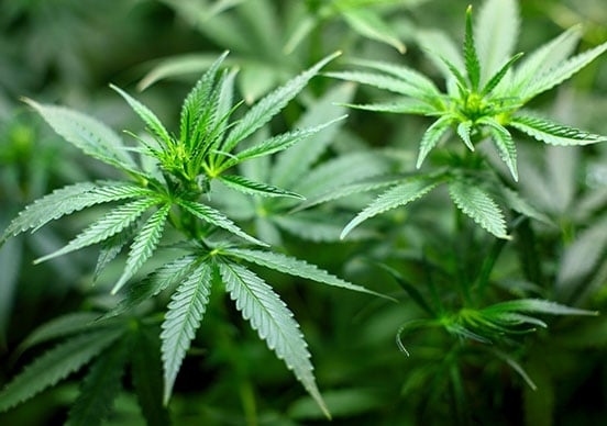 Задържаха непълнолетна от Разлог и 33-годишен от Гоце Делчев с течности марихуана 