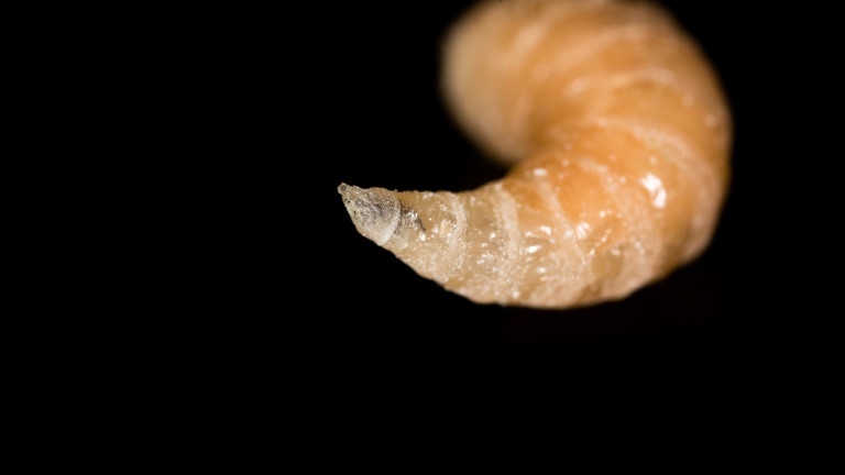 В САЩ е потвърден първият случай на зараза с винтов червей у човек