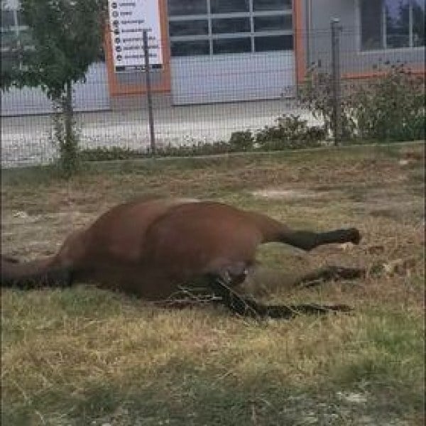 Полицията в Самоков арестува мъж умъртвил кон, за суджуци