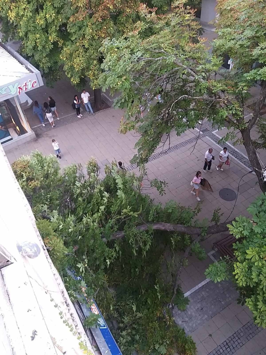 Поредица от инциденти с дървета в Благоевград! Голям клон се откърши на главната улица