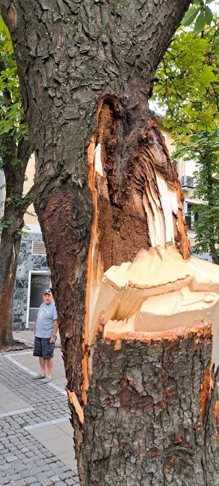 Поредица от инциденти! Премахват опасен кестен след откършен клон в центъра на Благоевград
