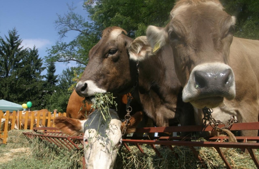 Изтича срокът за държавна помощ за животновъди и пчелари