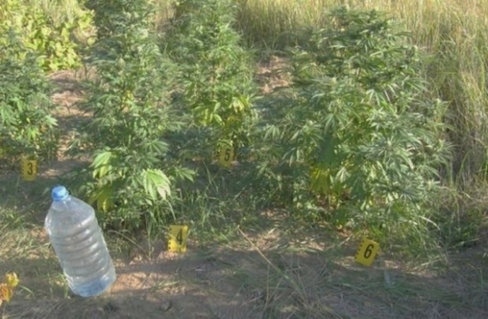 Ожънала 52 килограма канабис от ниви в Пиринско