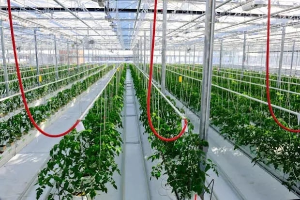 Канабис изникнал между домати в Кресна, при претърсване на собственика полицаите откриха патрони и цигари 