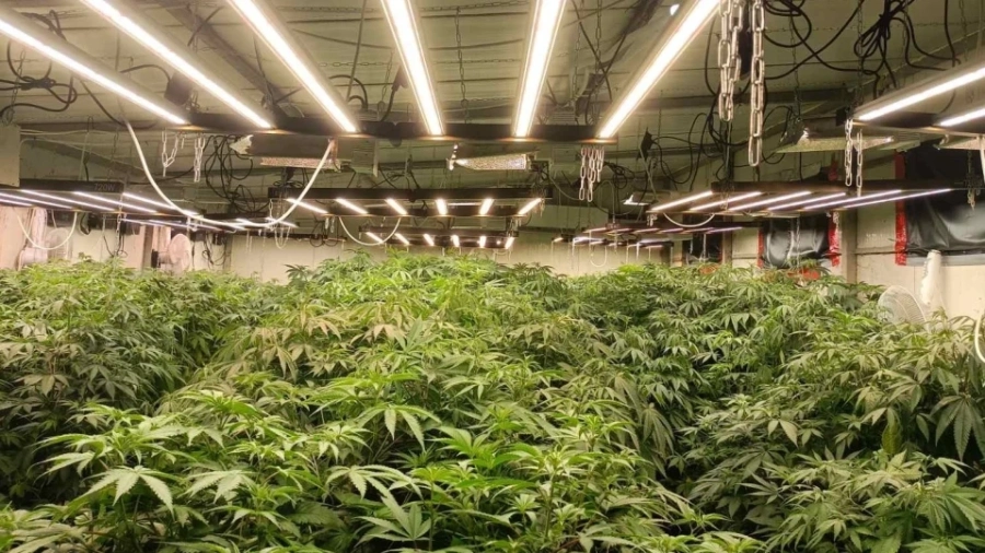 ГДБОП разби престъпна група за разпространение на дрога в София и Перник