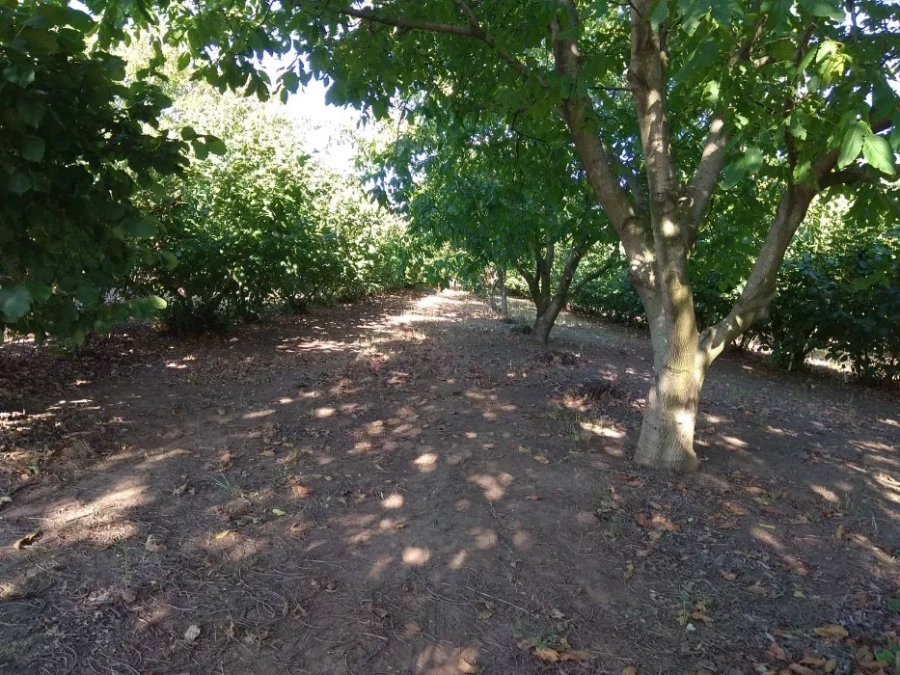 Увредиха 60 орехови дръвчета в кюстендилското село Коняво