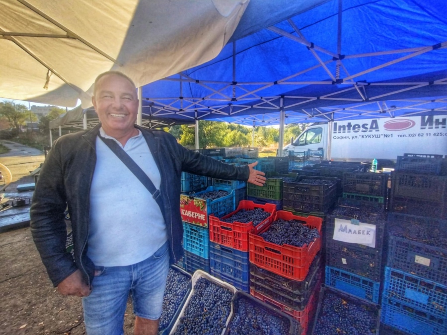 Търговията с грозде в Дупница тръгна вяло, цените скочиха