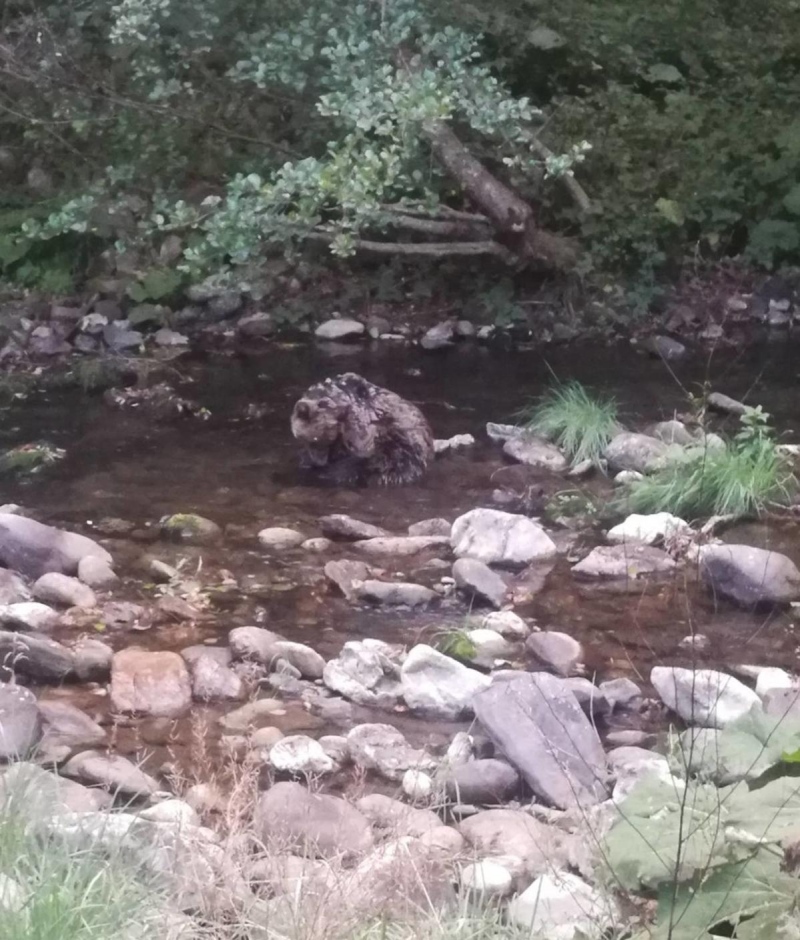 Паркът за мечки в Белица ще лекува пострадало мече, открито в река край Смолян
