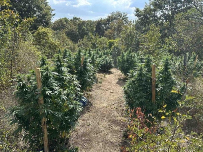 Униформени разкриха нива с канабис край село Драката