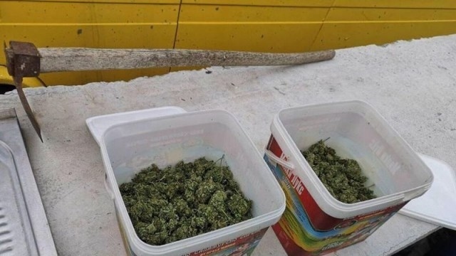 Откриха кутия с канабис в дома на благоевградчанка