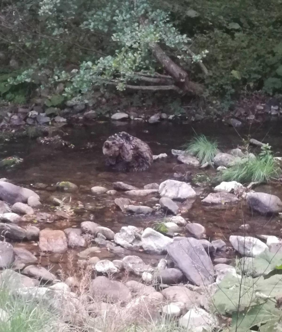 Почина спасеното край Смолян мече! Ветеринари от Благоевград: Няма следи от човешка намеса или огнестрелни рани