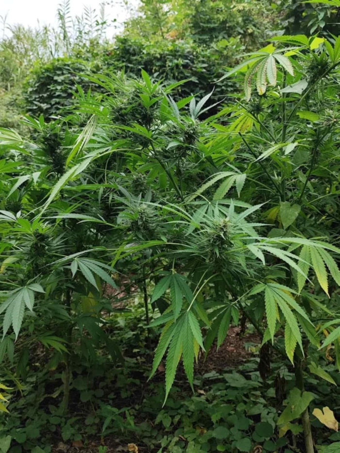 Гранични полицаи разкриха над 270 кг канабис в подножието на Пирин (Снимки)