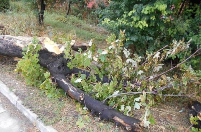 Паднали дървета и скъсани елетропроводи на редица места в Пернишко