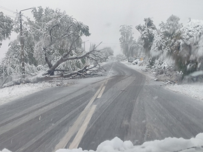 Сняг на Гюешево и в Конявската планина: Отстраняват се паднали дървета, шофирайте внимателно  
