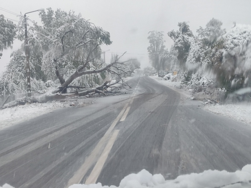 Сняг на Гюешево и в Конявската планина: Отстраняват се паднали дървета, шофирайте внимателно  