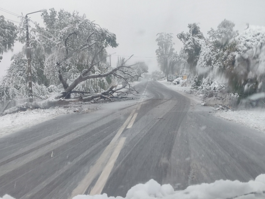 Сняг на Гюешево и в Конявската планина: Отстраняват се паднали дървета, шофирайте внимателно  