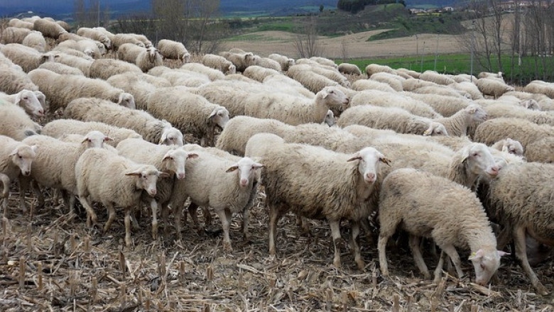 Гърция отпусна 42 млн. евро за обезщетения на животновъдите си заради шарката