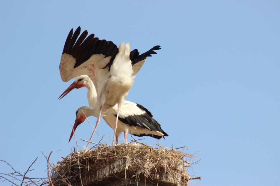 Щъркеловото чудо на Югозапада: села от Разлог, Петрич и Самоков с най-много гнезда в България