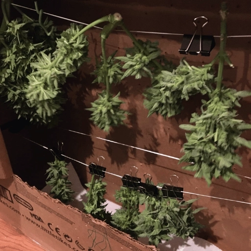 Задържаха двама младежи от Петрич, превърнали тавана си в сушилня за канабис