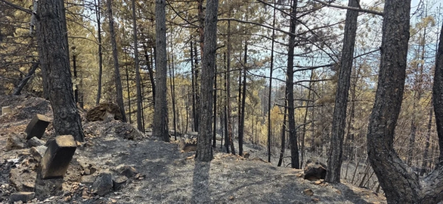 Започна разпродажба на изгорялата дървесина след огромния пожар в Пирин
