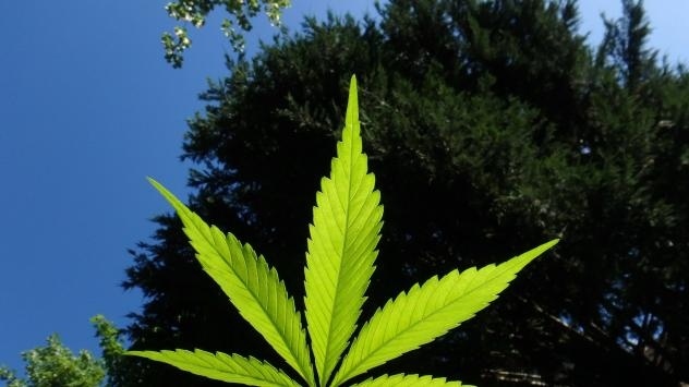 Разкриха засаден канабис в землище край Стара Кресна