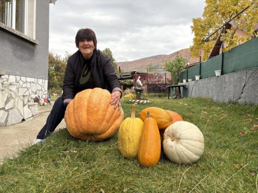 Тиква рекордьорка отгледа 75-годишна самоковка