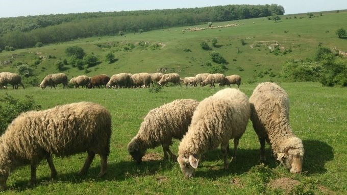 Дарена овца в стадото на Рилския манастир вдигна по тревога служителите на БАБХ! Констатиран е случай на шарка по дребните преживни животни (Обновено)