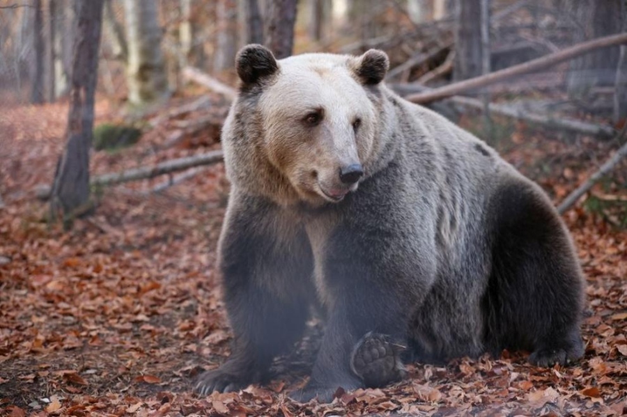 На прага на зимата: Мечките в парк Белица се подготвят за дългия си зимен сън (СНИМКИ)