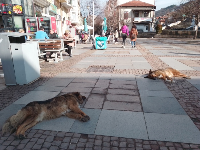 Кампания за регистрация на домашните кучета тече в община Дупница, пращат уведомления по селата