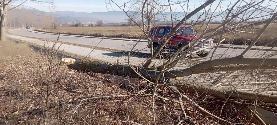 Вандалщина! Отсякоха 5 тополи по пътя към хижа „Яворов“