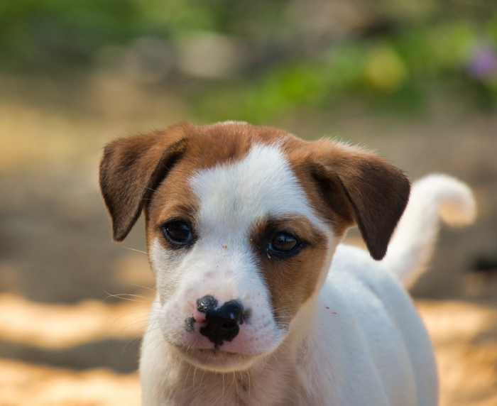 Още една жестока смърт! Кученце прегазено умишлено в Якоруда, извършителят заснет от камери