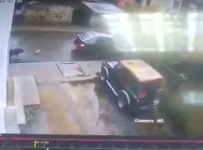 Полицията в Благоевград с подробности за прегазеното кученце в Якоруда