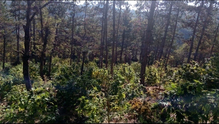 Изкорениха нива с канабис край Дупница, издирват собственика