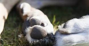 Застреляха кавказки вълкодав край симитлийско село, полицията разследва