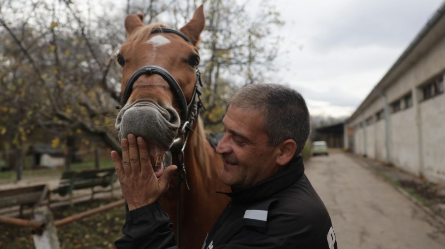 Конният ескадрон на София на изчезване! СДВР продава 11 от служебните си коне!