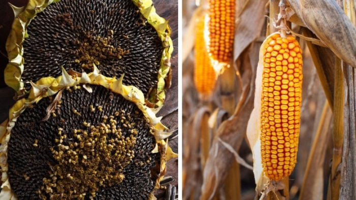 Реколта 2025: Производството на царевица за зърно с 35.6% спад