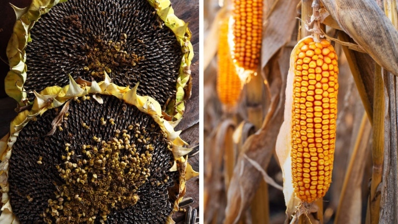 Реколта 2025: Производството на царевица за зърно с 35.6% спад