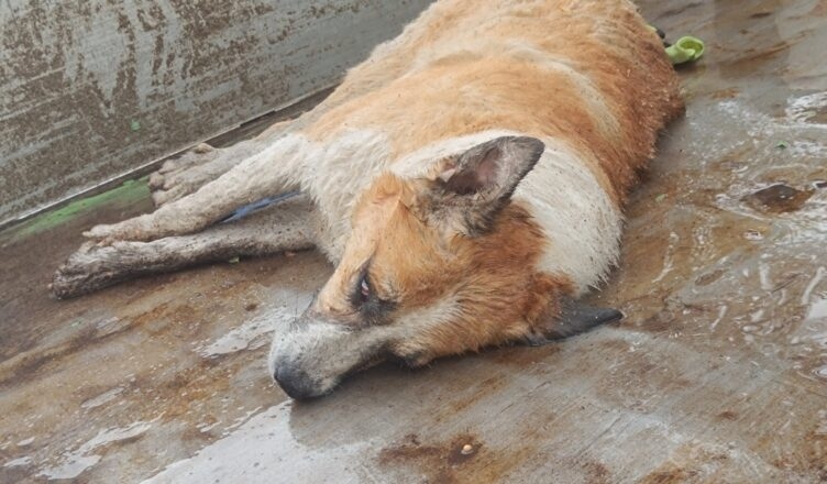 Разследват убийство на три кучета в землището на разложкото село Елешница