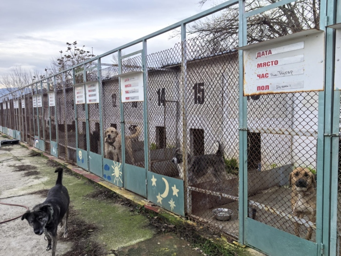 Ученици стартират кампания в подкрепа на бездомните животни в Благоевград