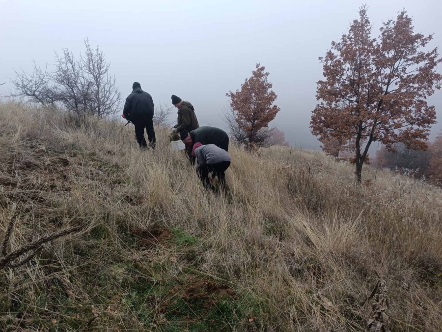  ДГС „Рилски манастир“ залеси 80 дка с дъб и бор