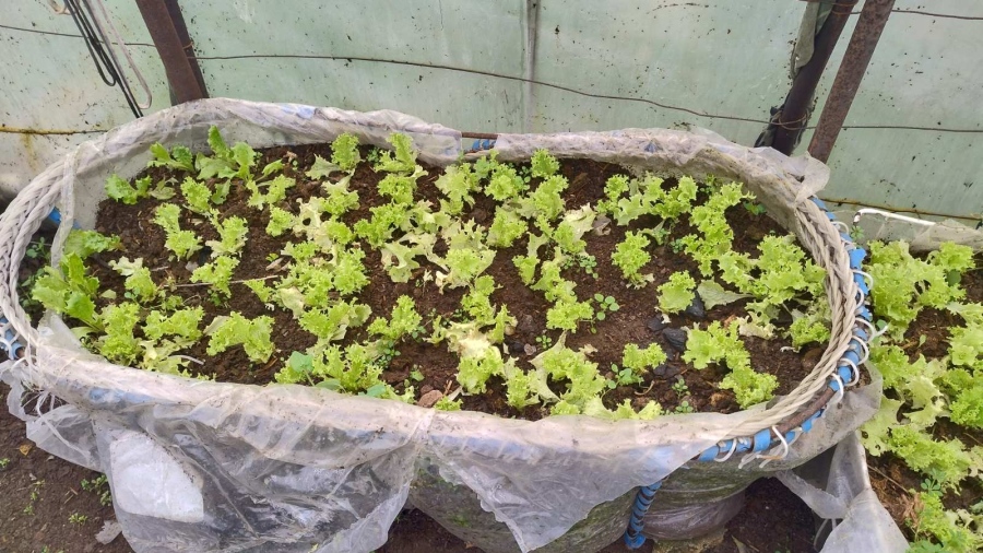 Севдалина Спасова: Бебешко кошче с маруля пази спомените в майчината оранжерия