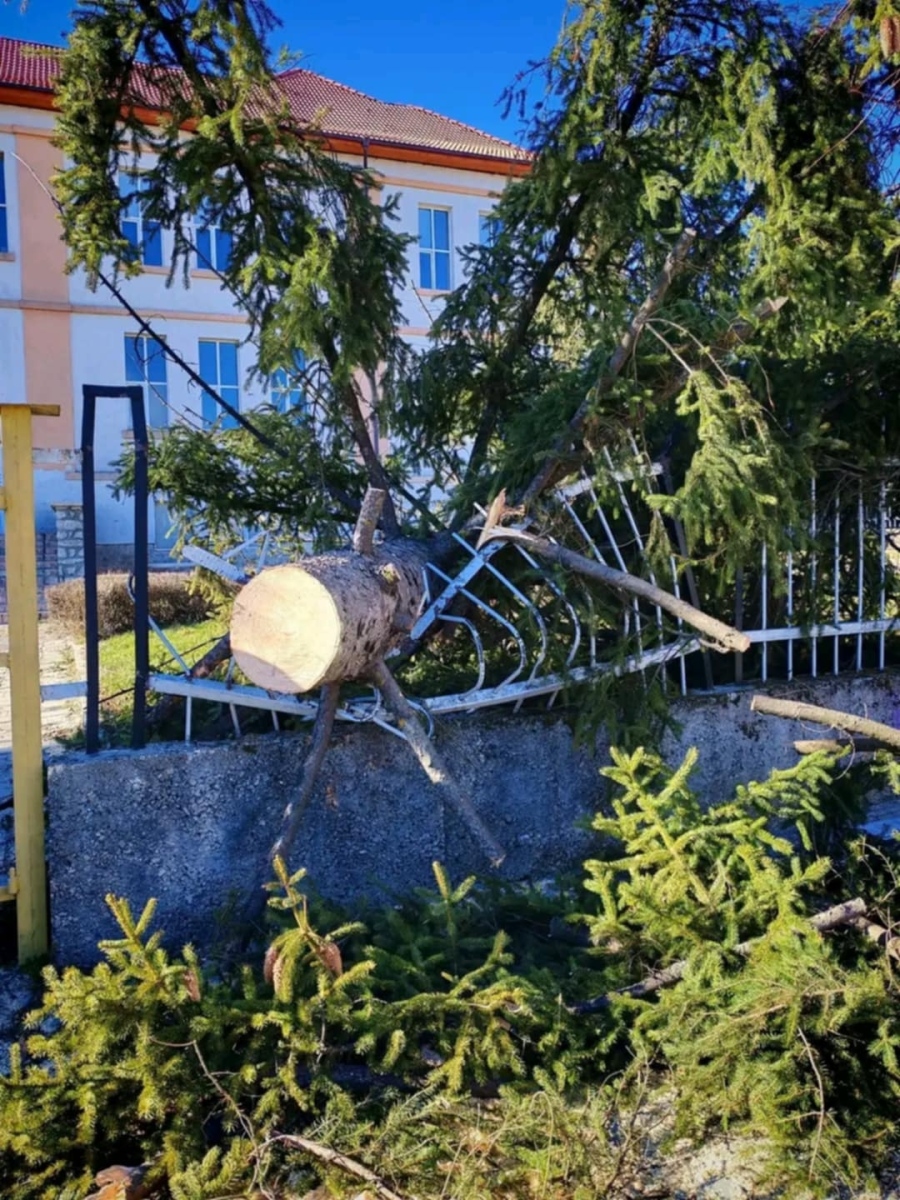 Стихията не отстъпва! Ураганен вятър и лавинна опасност в Пирин и Рила, изкоренени са 60-годишни ели в Добринище (ОБНОВЕНА)