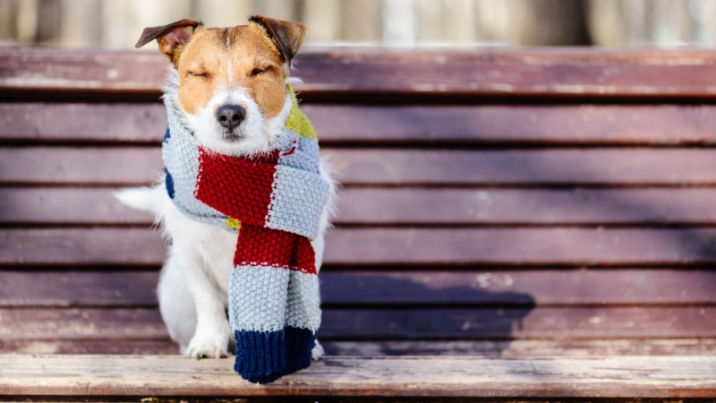 Слънчево и ветровито в петък, после рязко застудяване